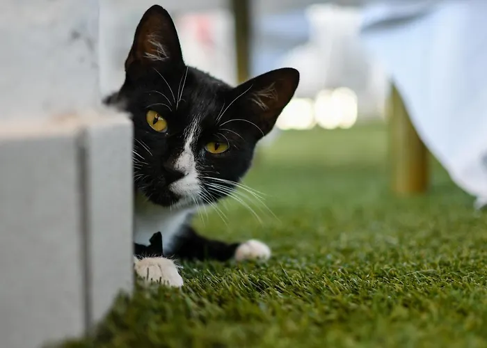 Baffo Rosso מלון